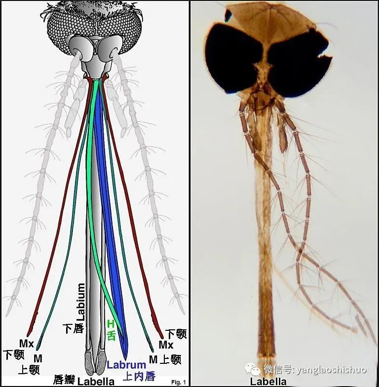 蚊子为什么总咬我