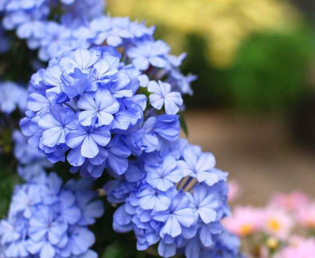 6月7月养蓝雪花 简单一个动作 花色美不断开花 一直开到秋天 腾讯新闻