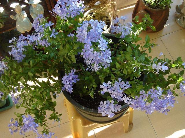 6月7月养蓝雪花 简单一个动作 花色美不断开花 一直开到秋天 腾讯新闻