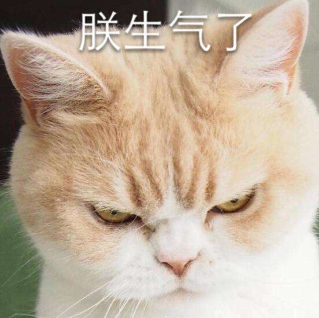 萌猫生气超凶的那种哦表情包