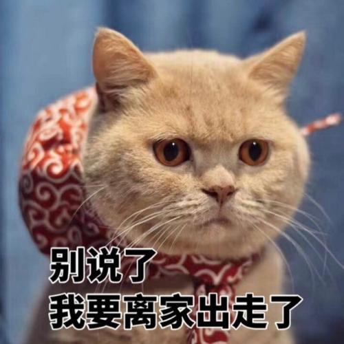 委屈猫咪表情包:别说了,我要离家出走了