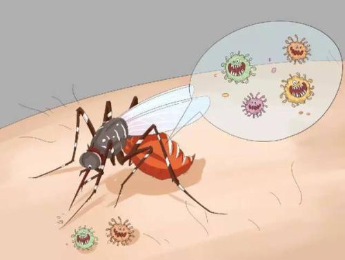 寨卡病毒是一种经蚊子等昆虫传播的虫媒病毒(也有软组织传播和母婴