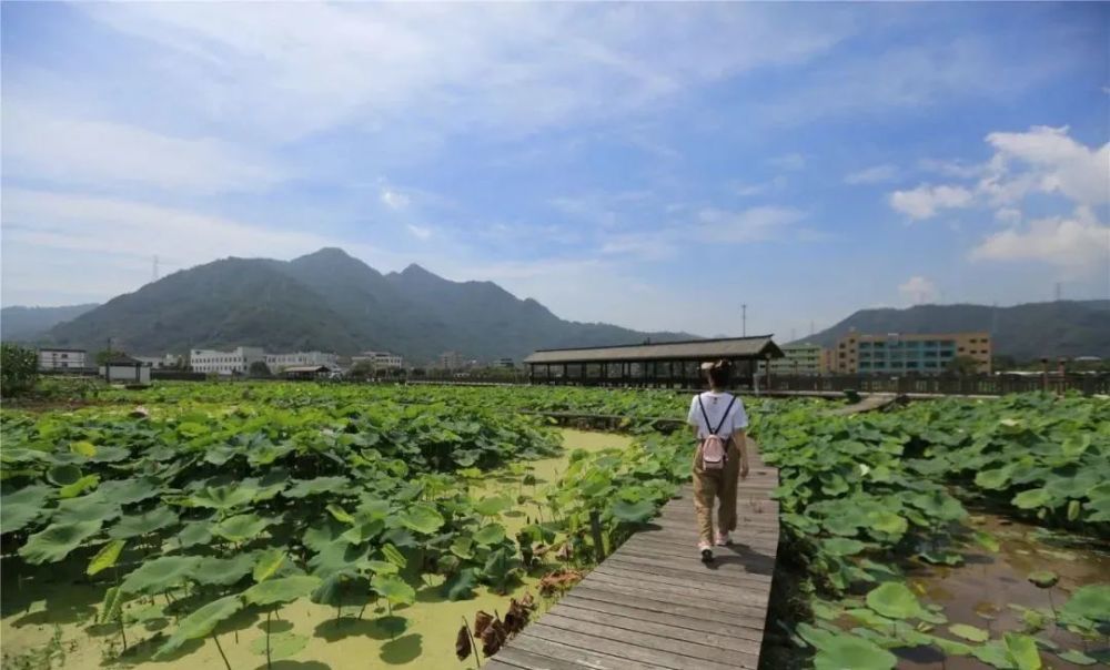 乐清 荷花 拍了拍你 赏荷地图上线 快去拍一拍荷花 腾讯新闻