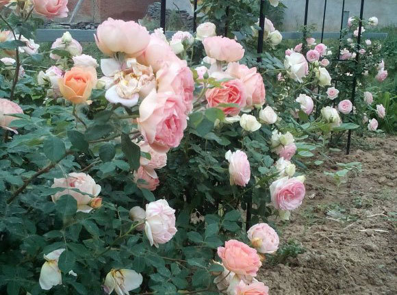 给花施肥用什么肥料 给花施肥用什么肥料 施肥 氮肥 肥料 氮磷钾