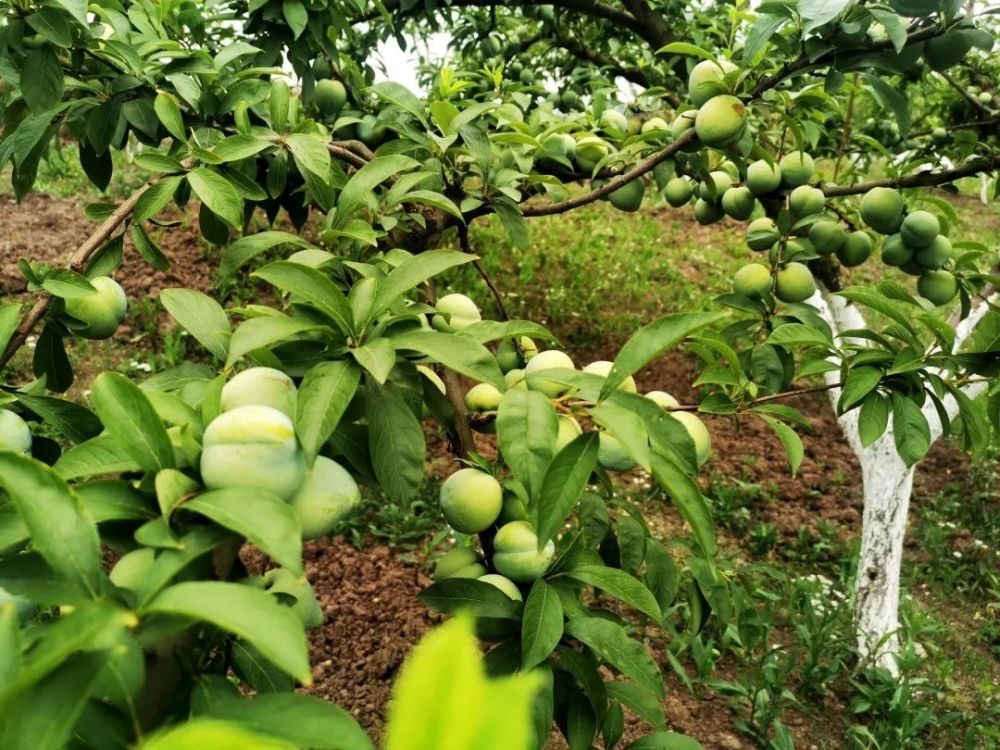 桃李飘香就藏在内江品种稀有赶快约一波