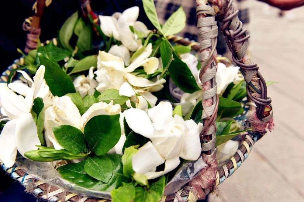 木槿|盛夏花事，优雅华尔兹