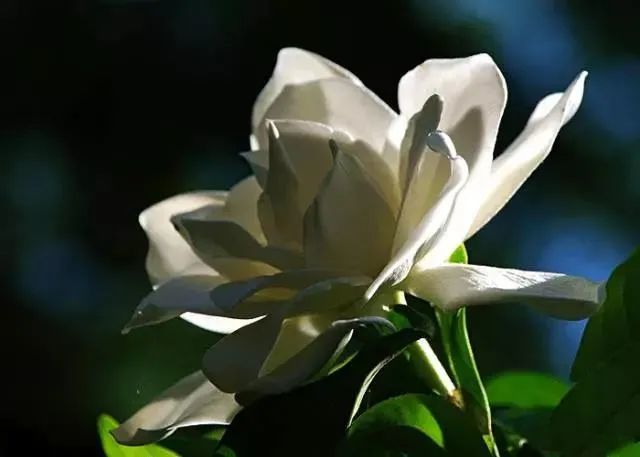 木槿|盛夏花事，优雅华尔兹