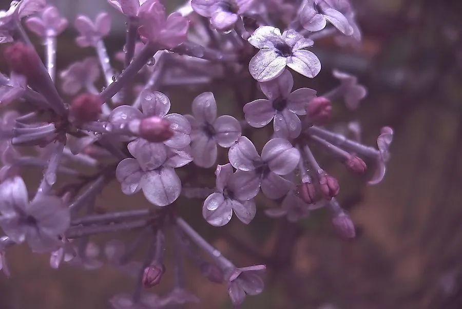 木槿|盛夏花事，优雅华尔兹