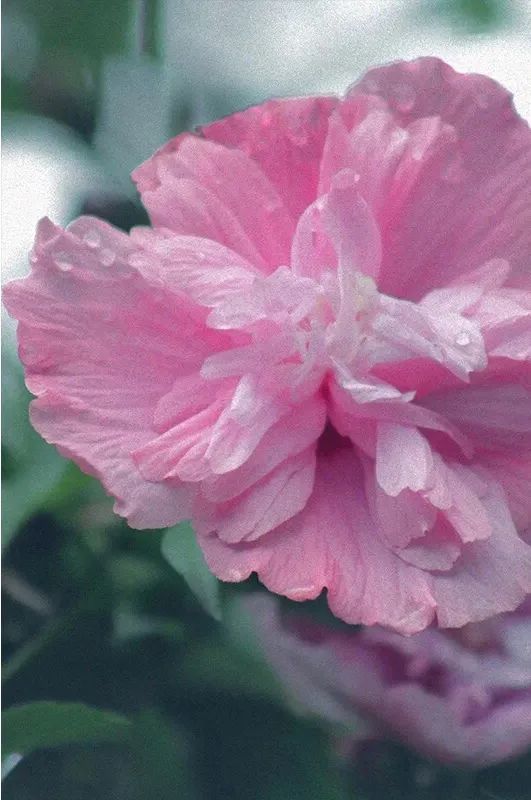 木槿|盛夏花事，优雅华尔兹