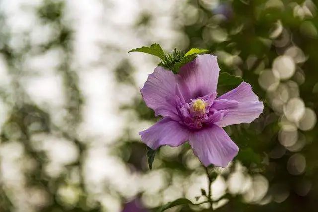 木槿|盛夏花事，优雅华尔兹