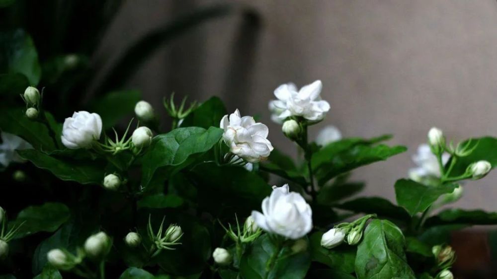 木槿|盛夏花事，优雅华尔兹