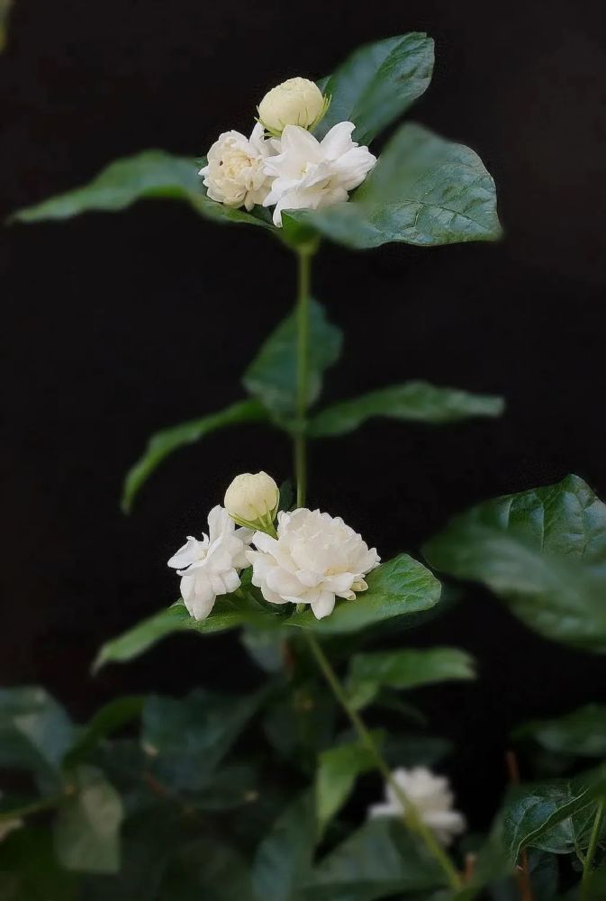 木槿|盛夏花事，优雅华尔兹