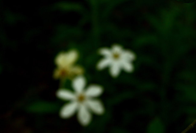 木槿|盛夏花事，优雅华尔兹