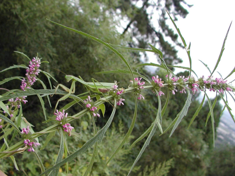 它是妇科圣药活血调经清热解毒究竟有哪些人不能吃呢