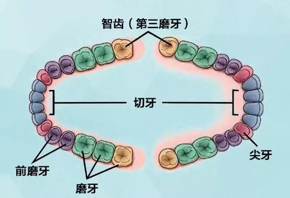 智齒,它是人類的第三磨牙,一般會在16-30歲之間長出,也是人一生中最後