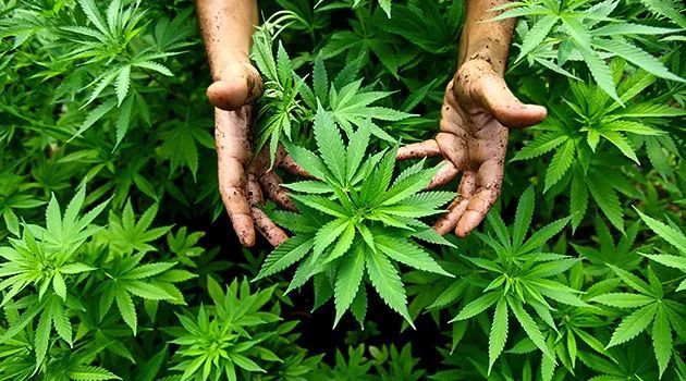 那是因为并非所有的大麻都含有毒品成分,大麻分为栽培大麻和印度大麻