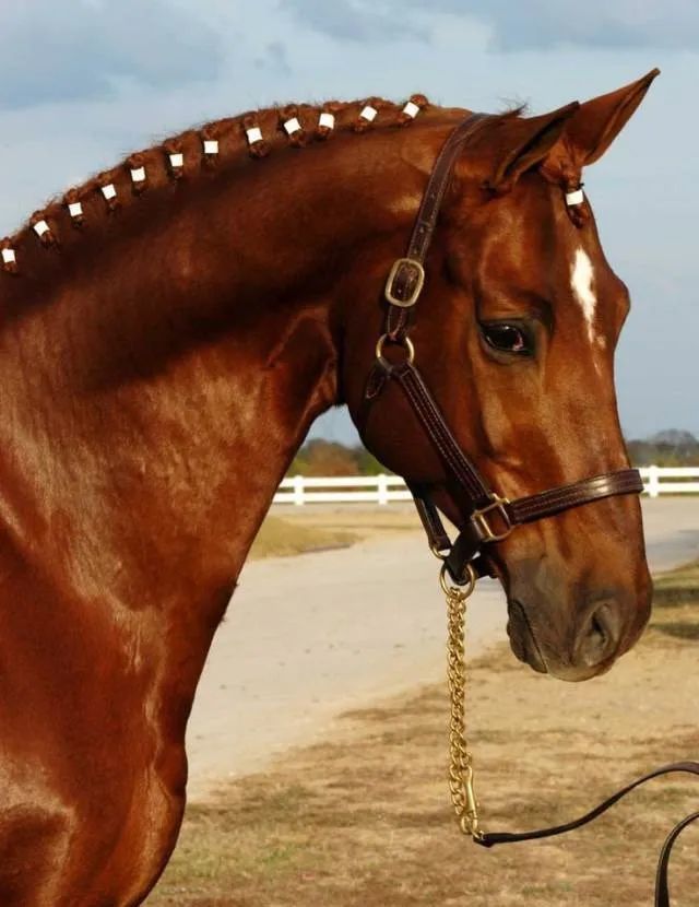 特雷克纳马是"温血马中的纯血马",它与纯血马的关系比其他的德国马