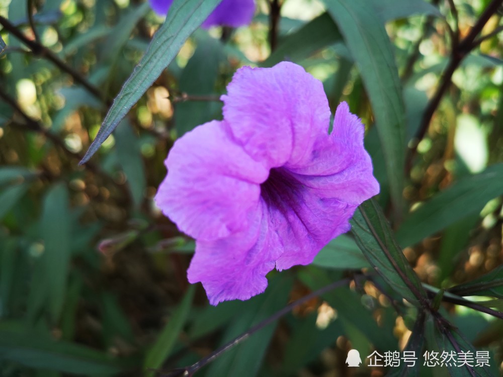 藍花草在華南路邊十分多見,也可以種植在庭