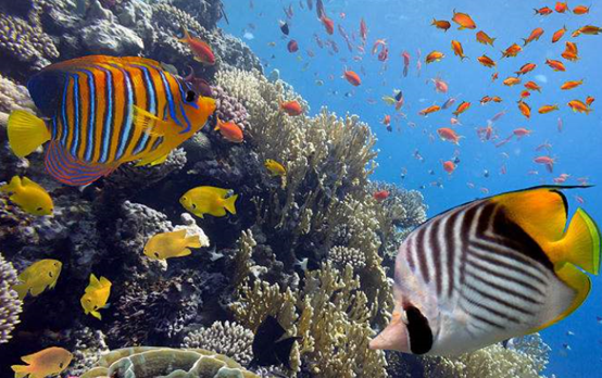 明白鱼缸油膜的成因 你才知道怎么解决 腾讯网