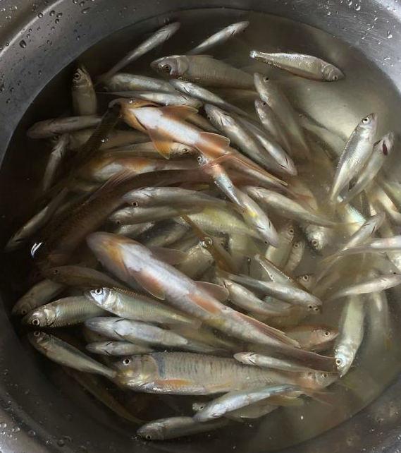 貴州黔南禁絕電魚後馬口魚氾濫了數量極多