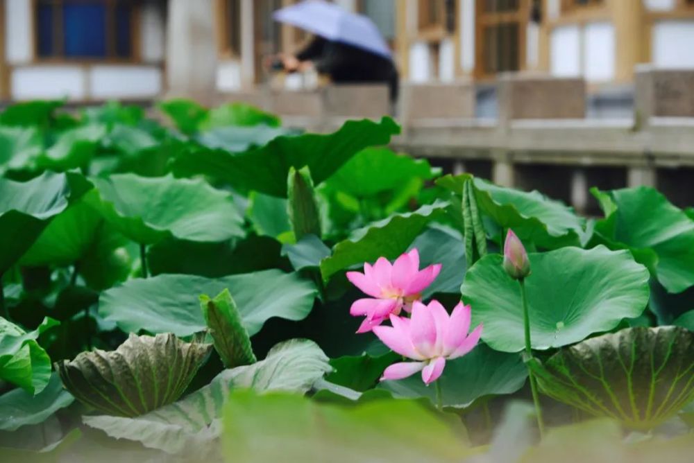 西安夏天的脚步越来越快奔跑着扑向了每个人的怀抱