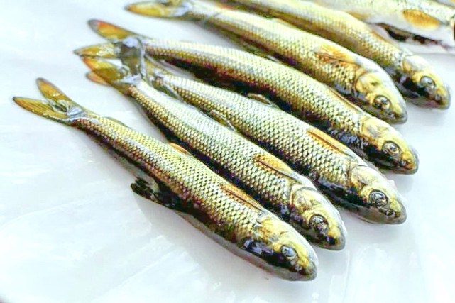 过的朋友来说,赤鳞鱼不仅是泰山独有的珍稀物种,还是古代五大贡鱼之一