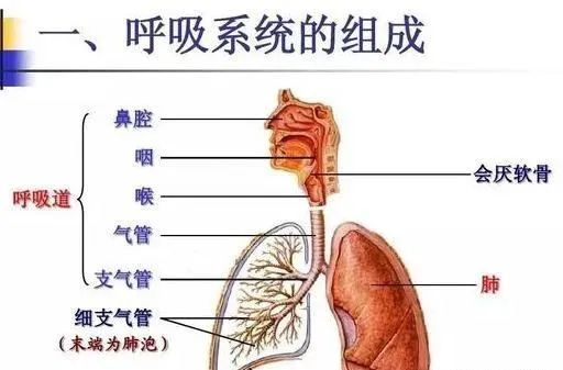 新冠肺炎重症患者亲身经历 不仅肺一个器官衰竭 腾讯网