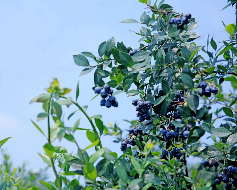 重庆永川区七彩蓝莓园浪漫初夏蓝莓盛宴