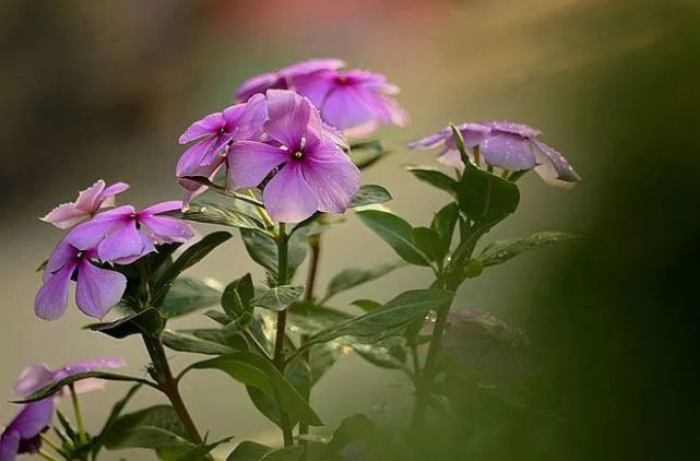 又叫 四时春 的长春花 3个摄影技巧 拍出 青春常在 的感觉 长春花 观赏花卉