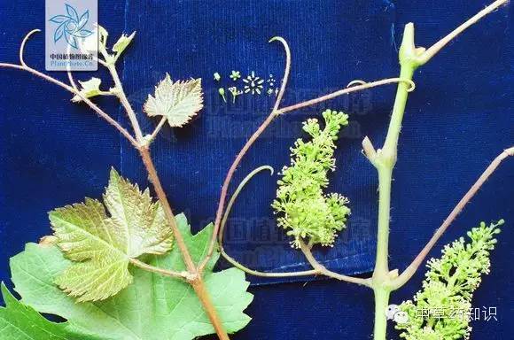 幼茎秃净或略被绵毛;卷须二叉状分枝,与叶对生.