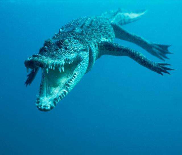 湾鳄最大的爬行动物