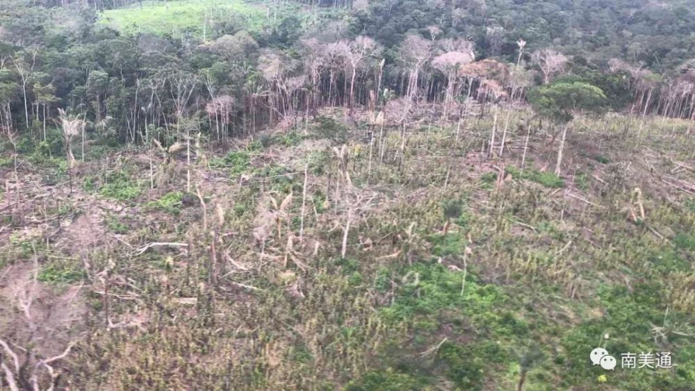 今年前4个月哥伦比亚境内亚马逊雨林遭严重砍伐
