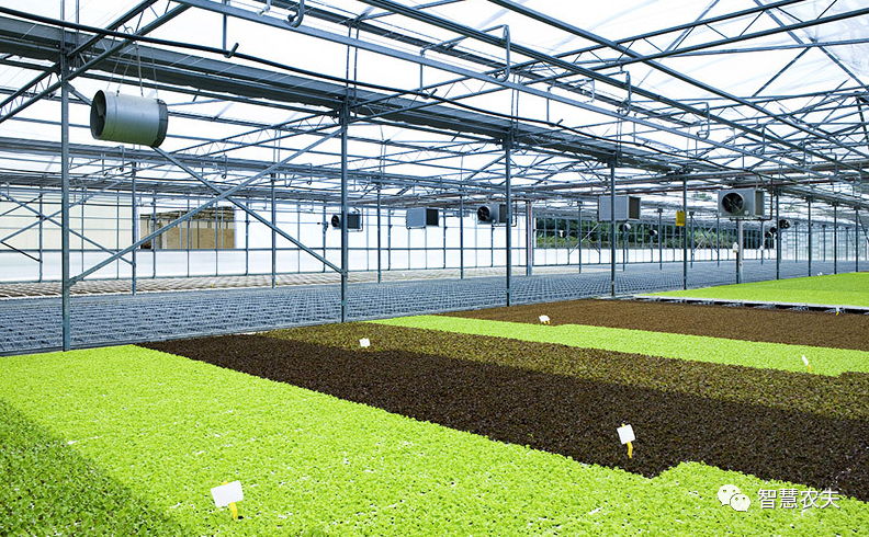 它打破了中国几千年的蔬菜种植方式,产量翻倍!