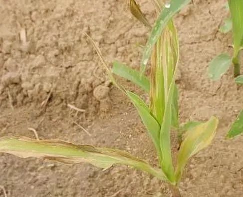 玉米苗发黄,直接枯死?诱因有三!