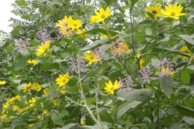 洋姜好吃 为什么没人大面积种植 菊芋 集市