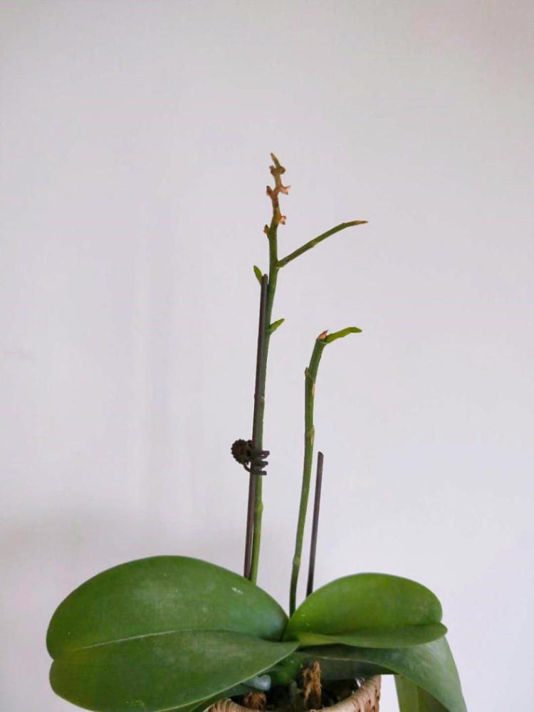 蝴蝶兰 光秃茎干长嫩芽 抽出新花剑 腾讯新闻