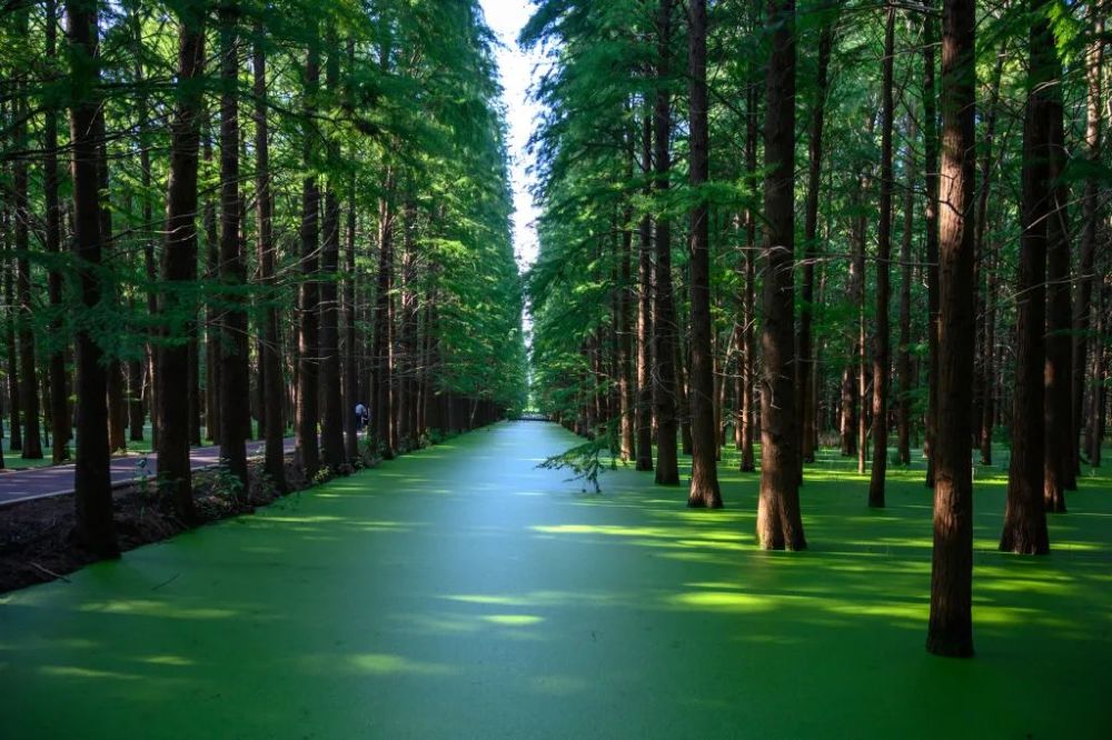 一汪青绿夏意浓就在淮安金湖水上森林
