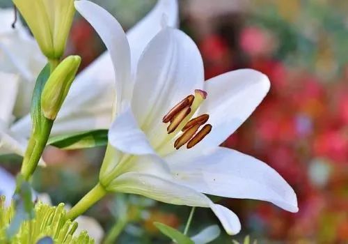 夏日读诗词 百合花 那一缕清香 百合 严兆鹤 玉簪花 兰花