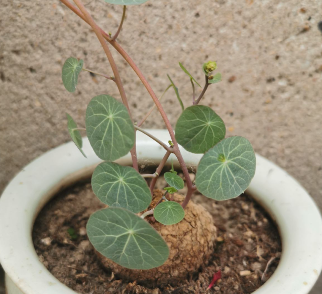 山中草药"金不换",叶子圆圆能聚财,人人都抢着养!