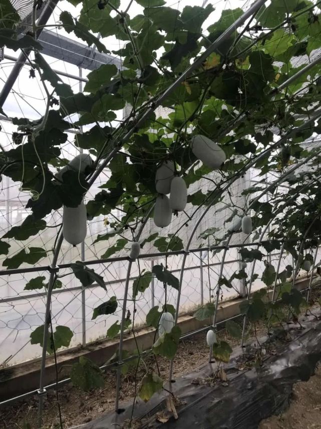 蠢萌蠢萌 的迷你冬瓜吊着长 你吃过吗 冬瓜 矮大紧 姚金晓 农科院