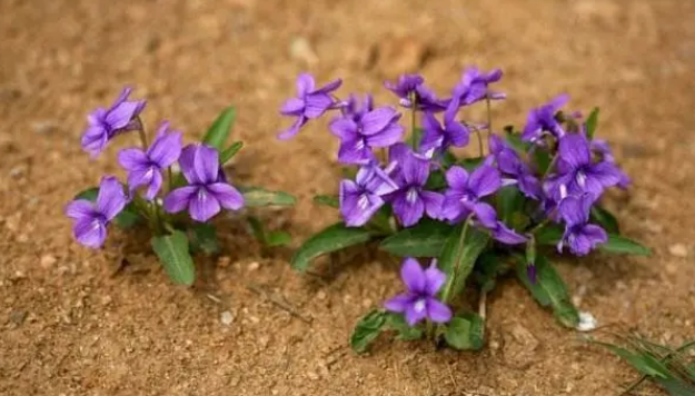 这5种野花埋土里就能活 比买的还好看100倍 蒲公英 野花 凤仙花 紫花地丁 鸡冠花