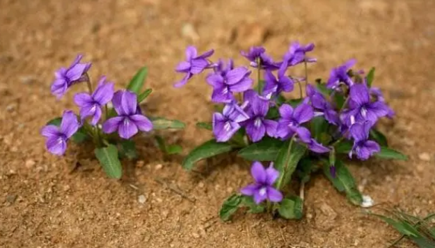 这5种野花埋土里就能活 比买的还好看100倍 凤仙花 紫花地丁 鸡冠花 蒲公英 野花