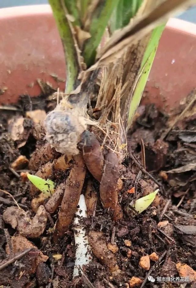 兰花好不容易长出来的两个芽居然是海底芽?不要担心,花匠有方法