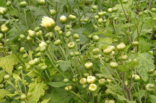 喝菊花茶有什么效果及好处?胎菊泡水后为啥变绿?