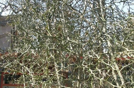 人称"防贼树"浑身是刺,果实似橘子味道酸涩,种子25元1斤