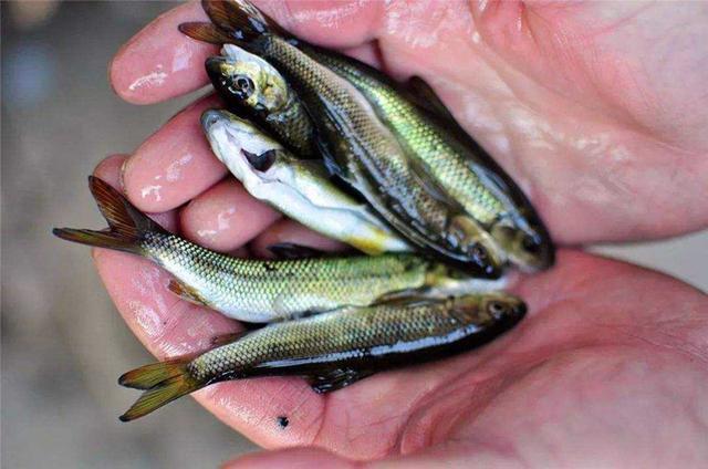 这种鱼三年才长10厘米,很容易误认是小杂鱼,现在要千元一斤