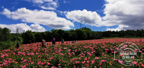 芍药花海香四溢