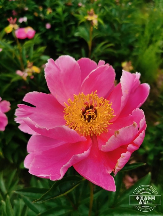 芍药花海香四溢