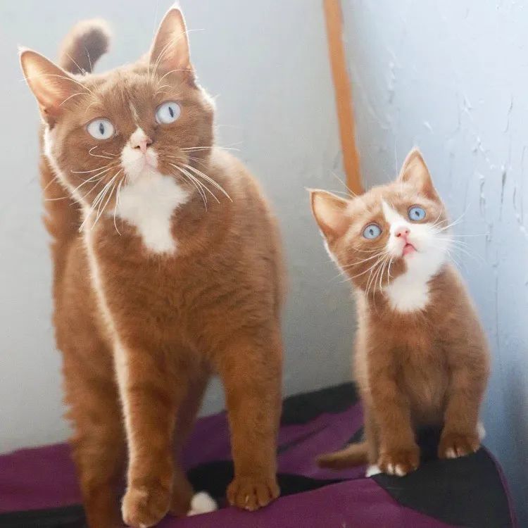 世界上最罕见的双面猫喜当爹!幼崽精准遗传,网友:看出来是亲生的