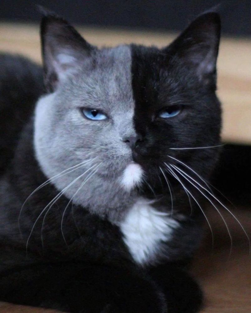 世界上最罕见的双面猫喜当爹!幼崽精准遗传,网友:看出来是亲生的